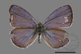 ǦW:Celastrina oreas arisana