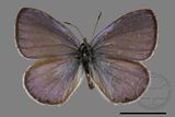 ǦW:Celastrina oreas arisana