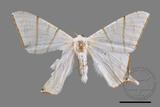 ǦW:Ourapteryx clara formosana