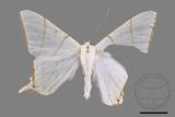 ǦW:Ourapteryx clara formosana