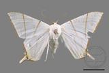 ǦW:Ourapteryx clara formosana