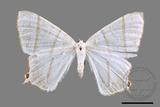 ǦW:Ourapteryx similaria horishana