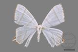 ǦW:Ourapteryx similaria horishana