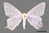 ǦW:Ourapteryx pallidula