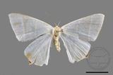 ǦW:Ourapteryx caecata