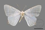 ǦW:Ourapteryx caecata