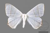 ǦW:Ourapteryx caecata