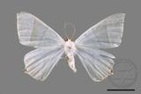 ǦW:Ourapteryx caecata