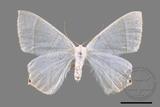 ǦW:Ourapteryx caecata