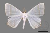 ǦW:Ourapteryx caecata