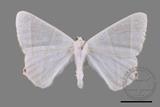 ǦW:Ourapteryx caecata