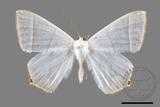 ǦW:Ourapteryx caecata