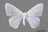 ǦW:Ourapteryx caecata