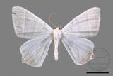 ǦW:Ourapteryx caecata