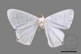 ǦW:Ourapteryx caecata