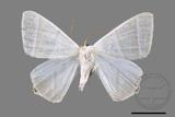 ǦW:Ourapteryx caecata