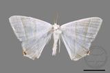 ǦW:Ourapteryx caecata