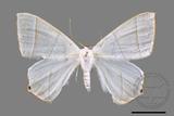 ǦW:Ourapteryx caecata