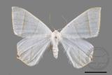 ǦW:Ourapteryx caecata