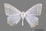 ǦW:Ourapteryx caecata