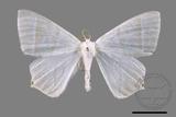 ǦW:Ourapteryx caecata