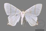 ǦW:Ourapteryx similaria horishana