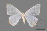 ǦW:Ourapteryx caecata