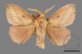 ǦW:Euthrix nigropuncta