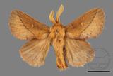 ǦW:Euthrix sp.