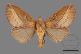 ǦW:Euthrix sp.