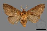 ǦW:Euthrix sp.