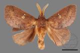 ǦW:Euthrix sp.