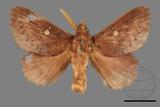 ǦW:Euthrix sp.