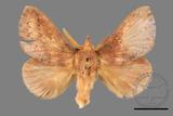 ǦW:Euthrix sp.