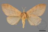 ǦW:Lasiocampidae