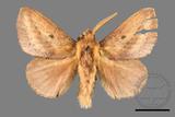 ǦW:Euthrix nigropuncta