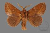 ǦW:Euthrix sp.