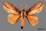 ǦW:Pachypasoides albisparsus