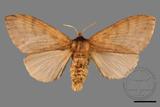 ǦW:Lasiocampidae