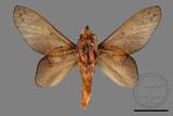 ǦW:Gastropacha pardalis formosana