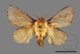 ǦW:Narosoideus flavidorsalis