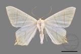 ǦW:Ourapteryx monticola