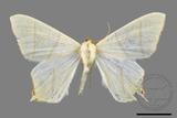 ǦW:Ourapteryx sciticaudaria