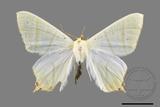 ǦW:Ourapteryx sciticaudaria