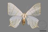 ǦW:Ourapteryx pallidula