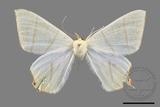 ǦW:Ourapteryx monticola