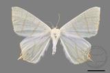 ǦW:Ourapteryx monticola