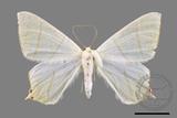 ǦW:Ourapteryx monticola