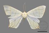 ǦW:Ourapteryx monticola