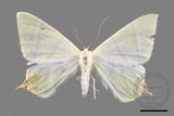 ǦW:Ourapteryx monticola